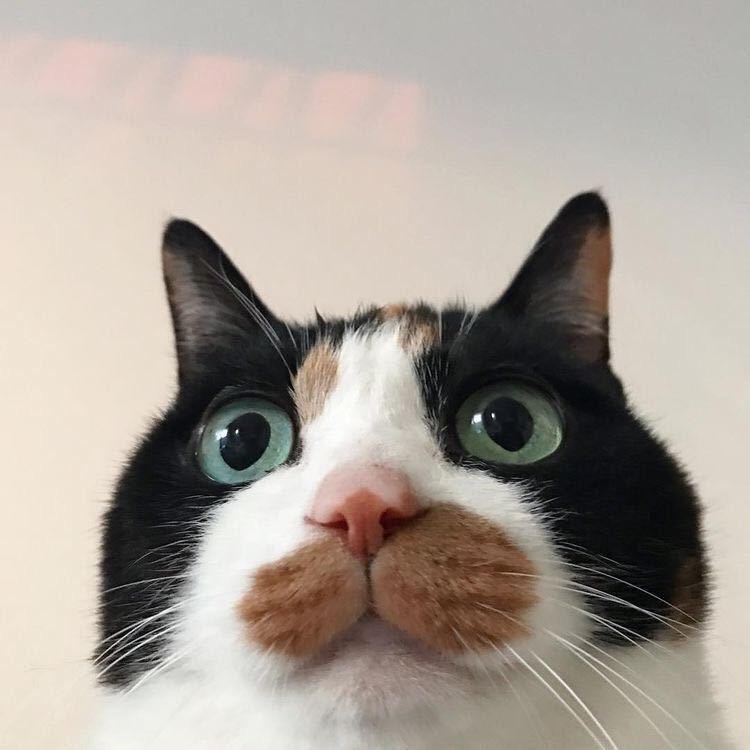 你是猪财怪嘛