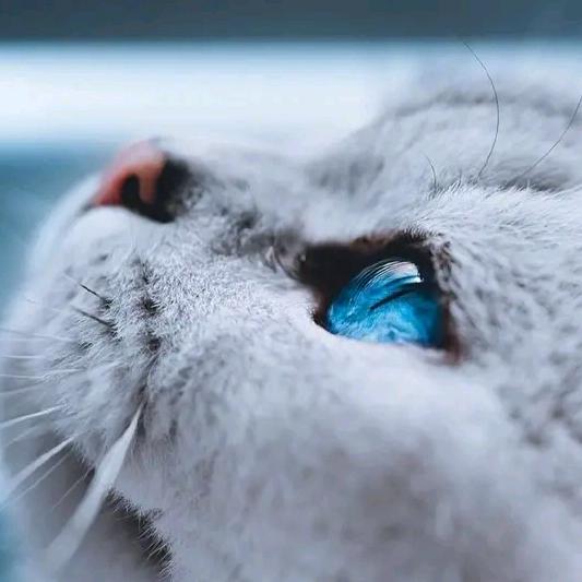 城南小巷里的——猫
