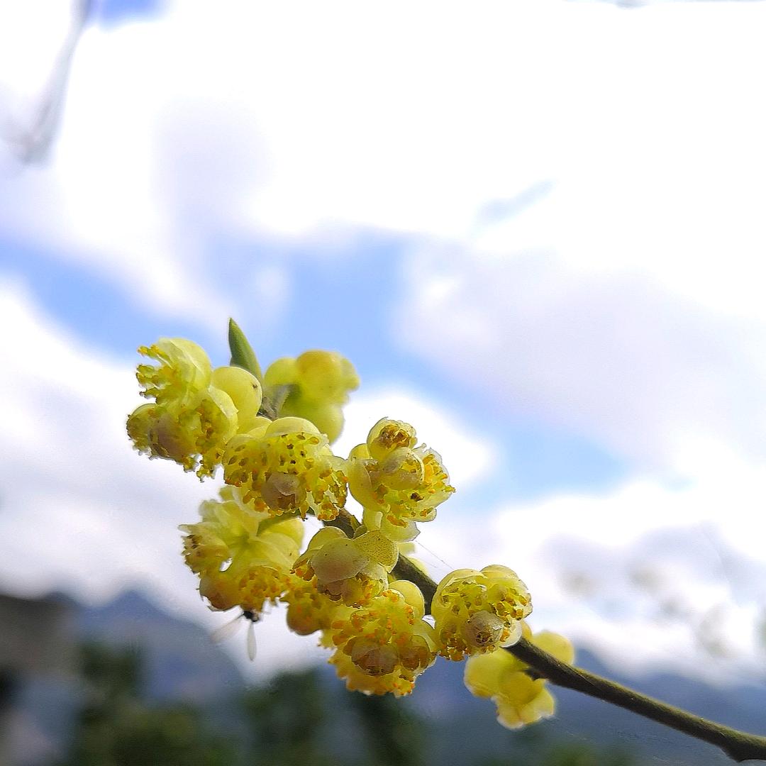 一片小叶子