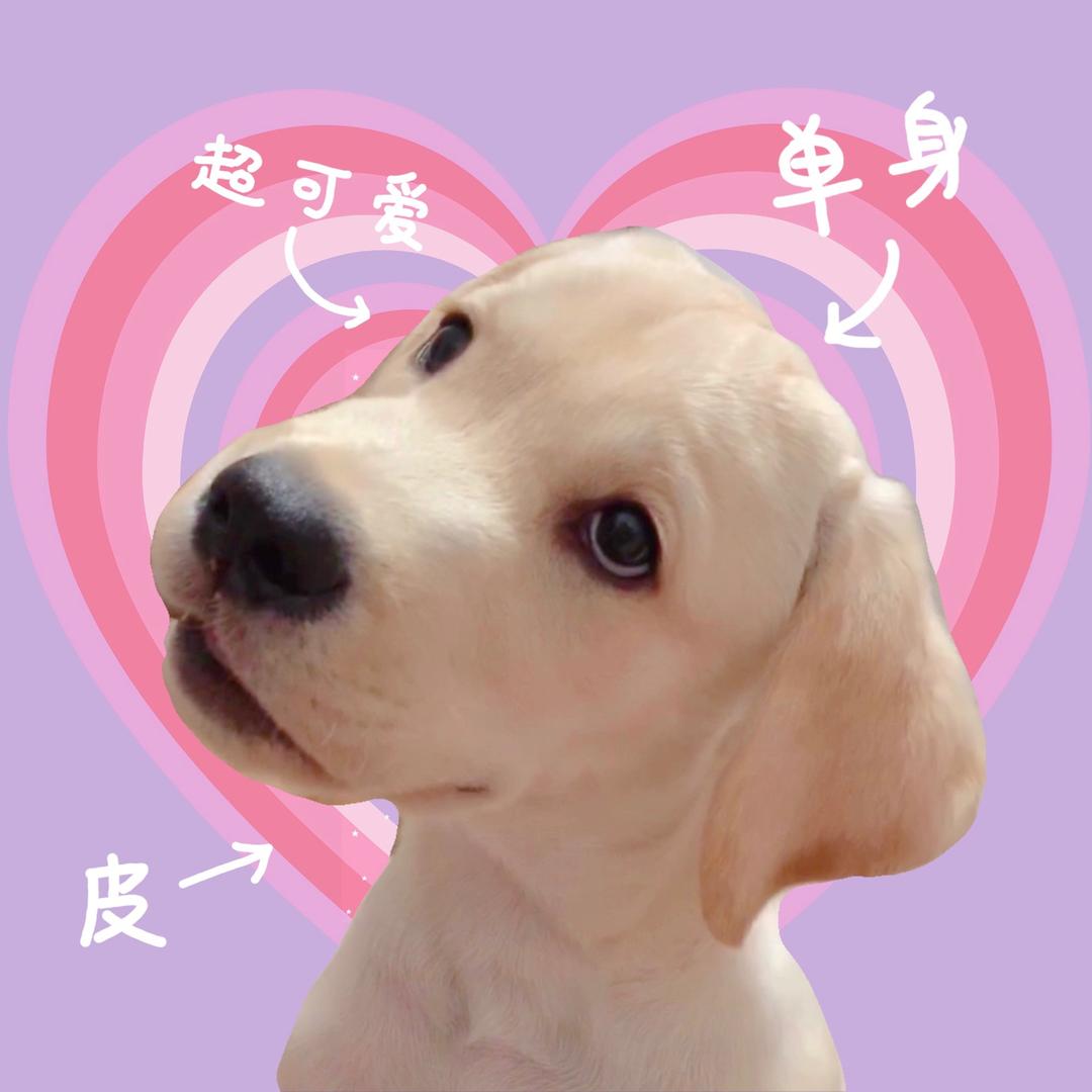 小灰和阿呆