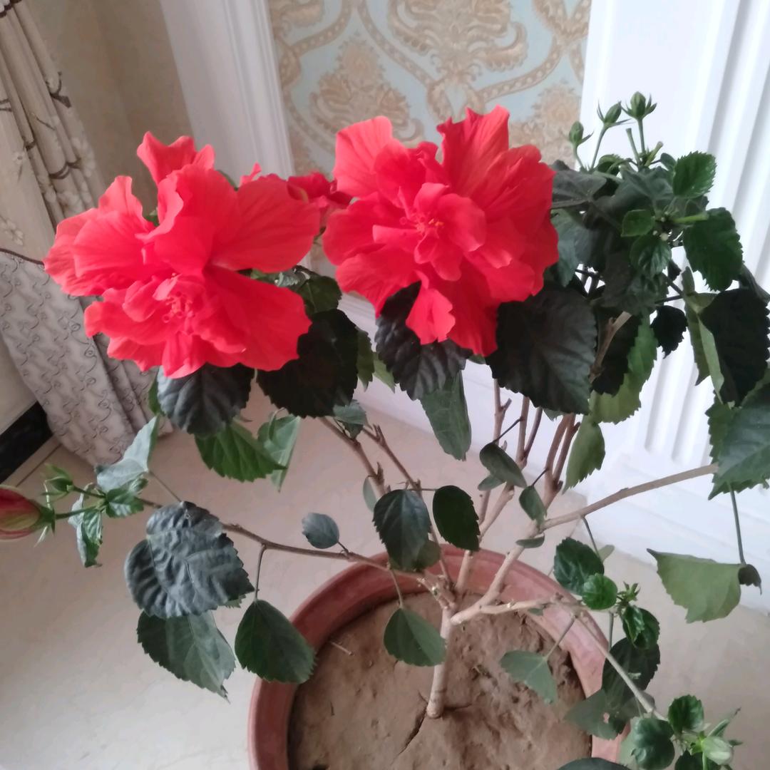 懒洋洋