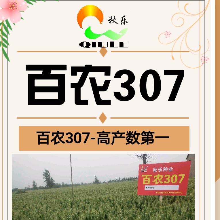 秋乐小麦赵会超