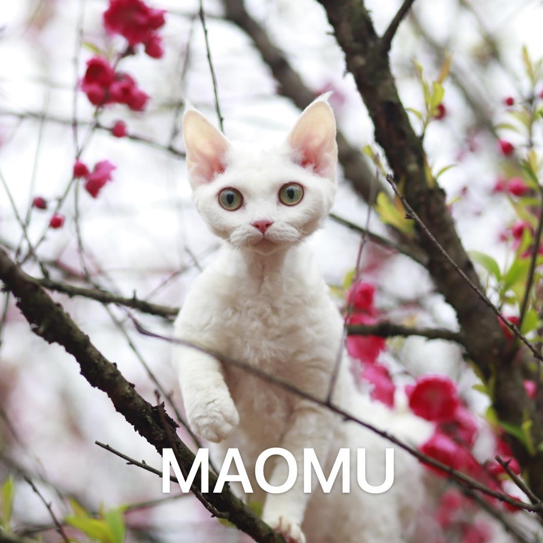 桂林猫木猫咖手工坊