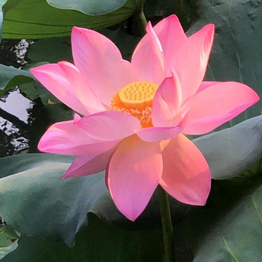 红尘悠悠