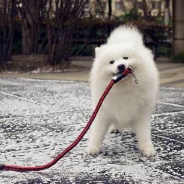 爱吃香菜的守护