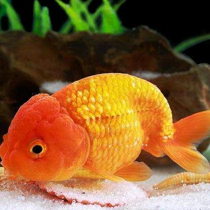 背对阳光，依然幸福