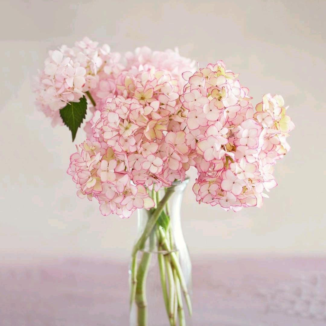 花开四季~