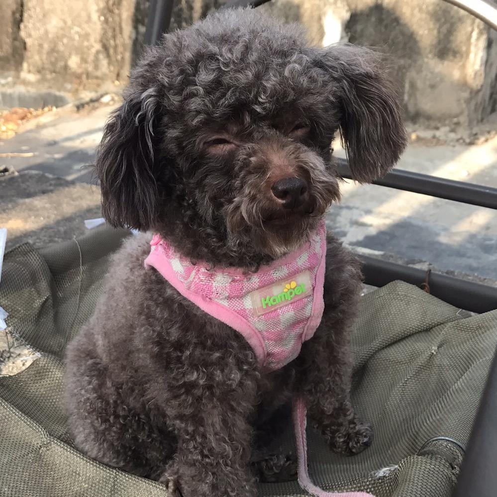 深圳市民-新羽社-新🇨🇳