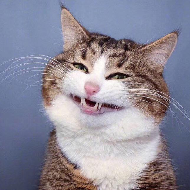爱磕瓜子的猪