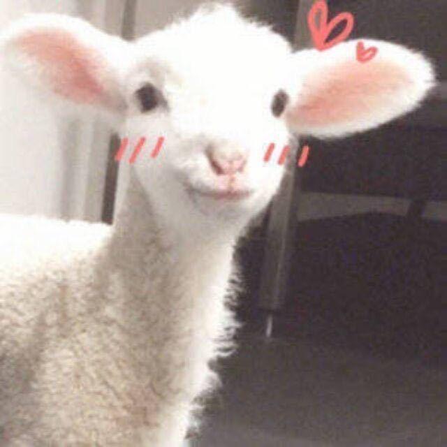 yajo.🐏