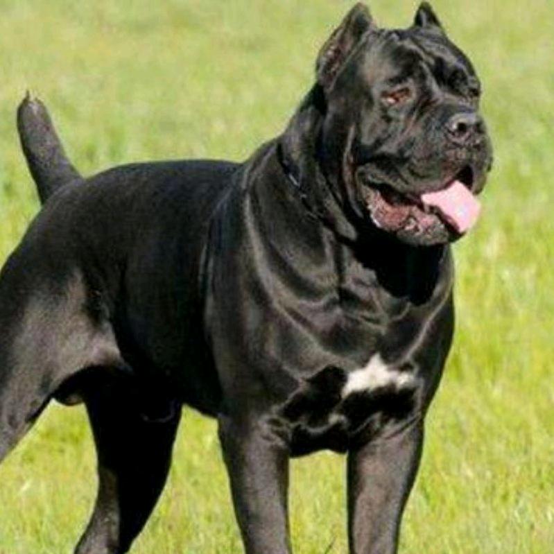 农村训犬师