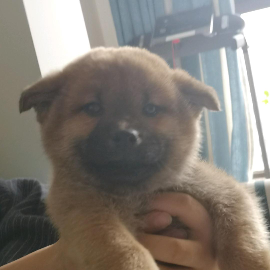 房歌之（国服李白在卖房）