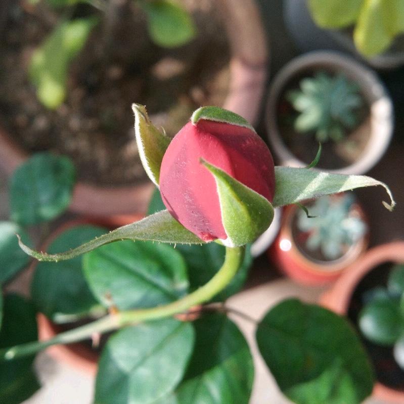 小苹果和小椰子