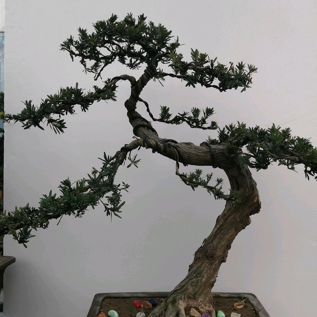 沐晓园艺