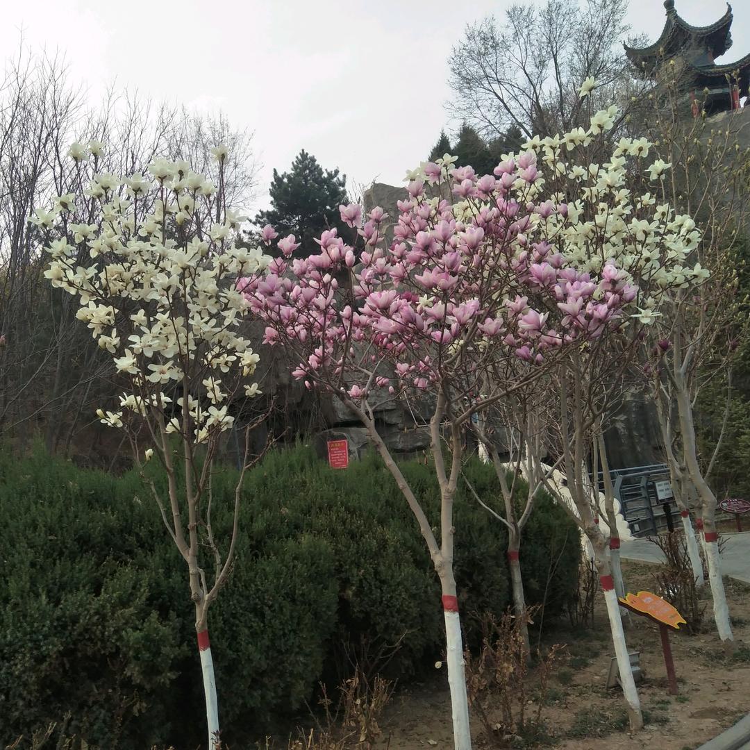 张联