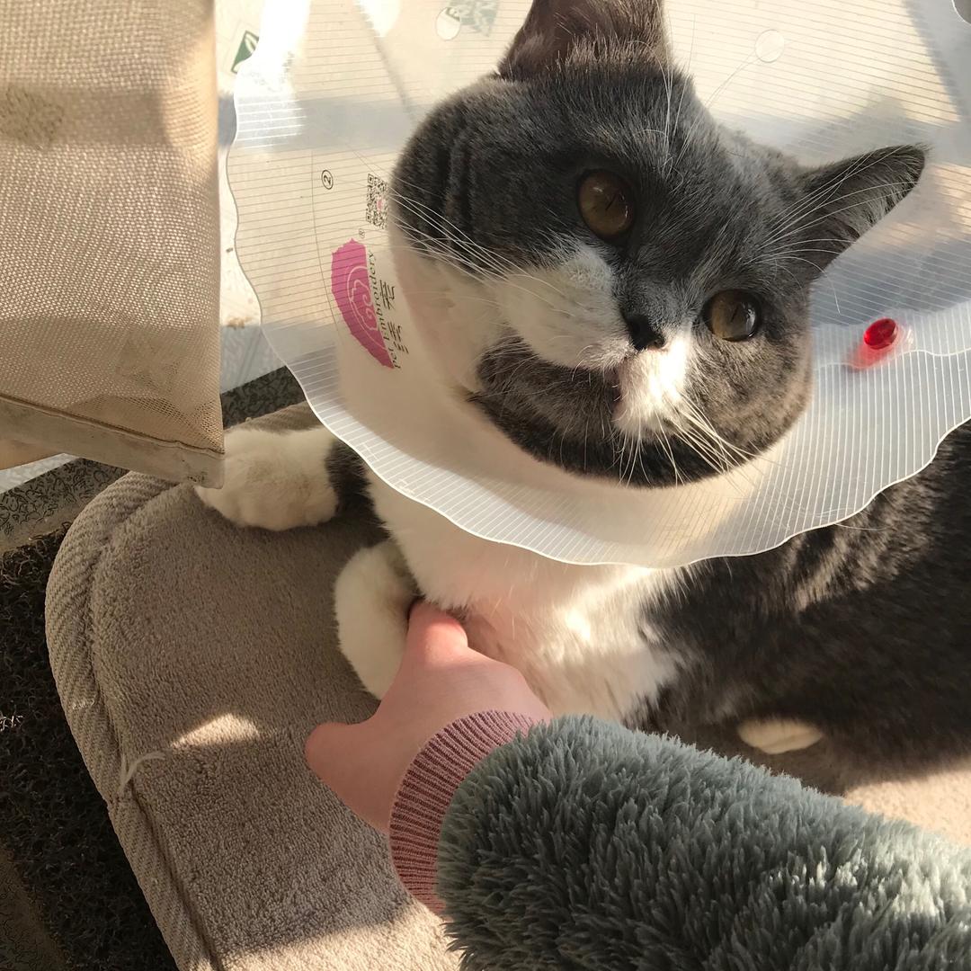 💗椰子