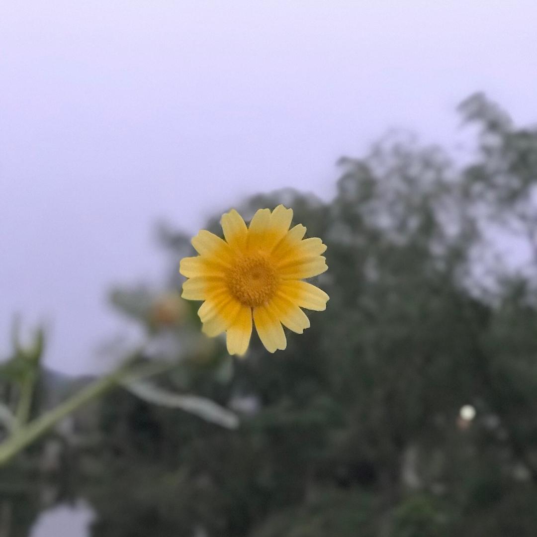 辣条捞面