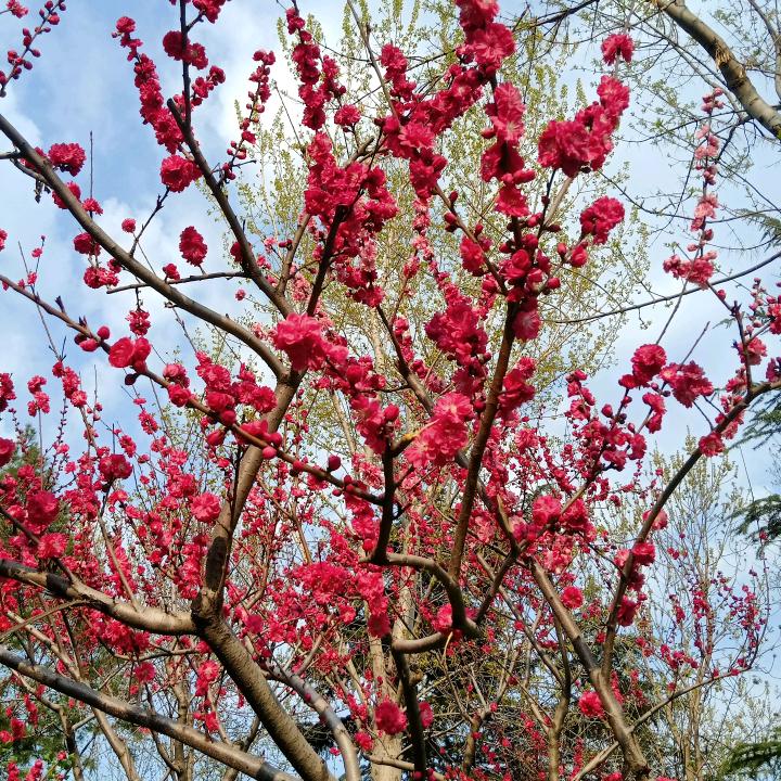 老东门手撕烤鸭