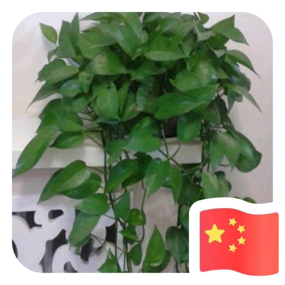 雅雅.56785315