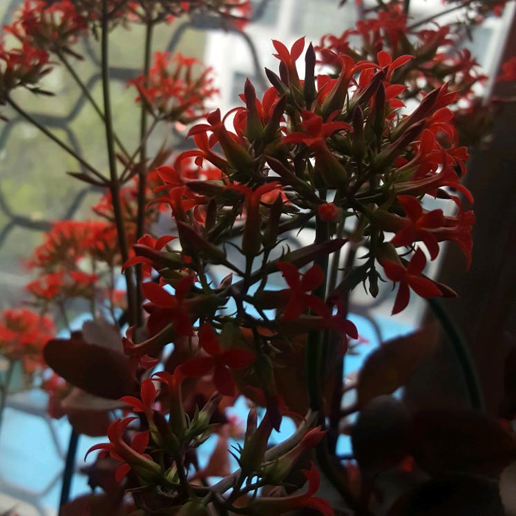 🌸旭日东升