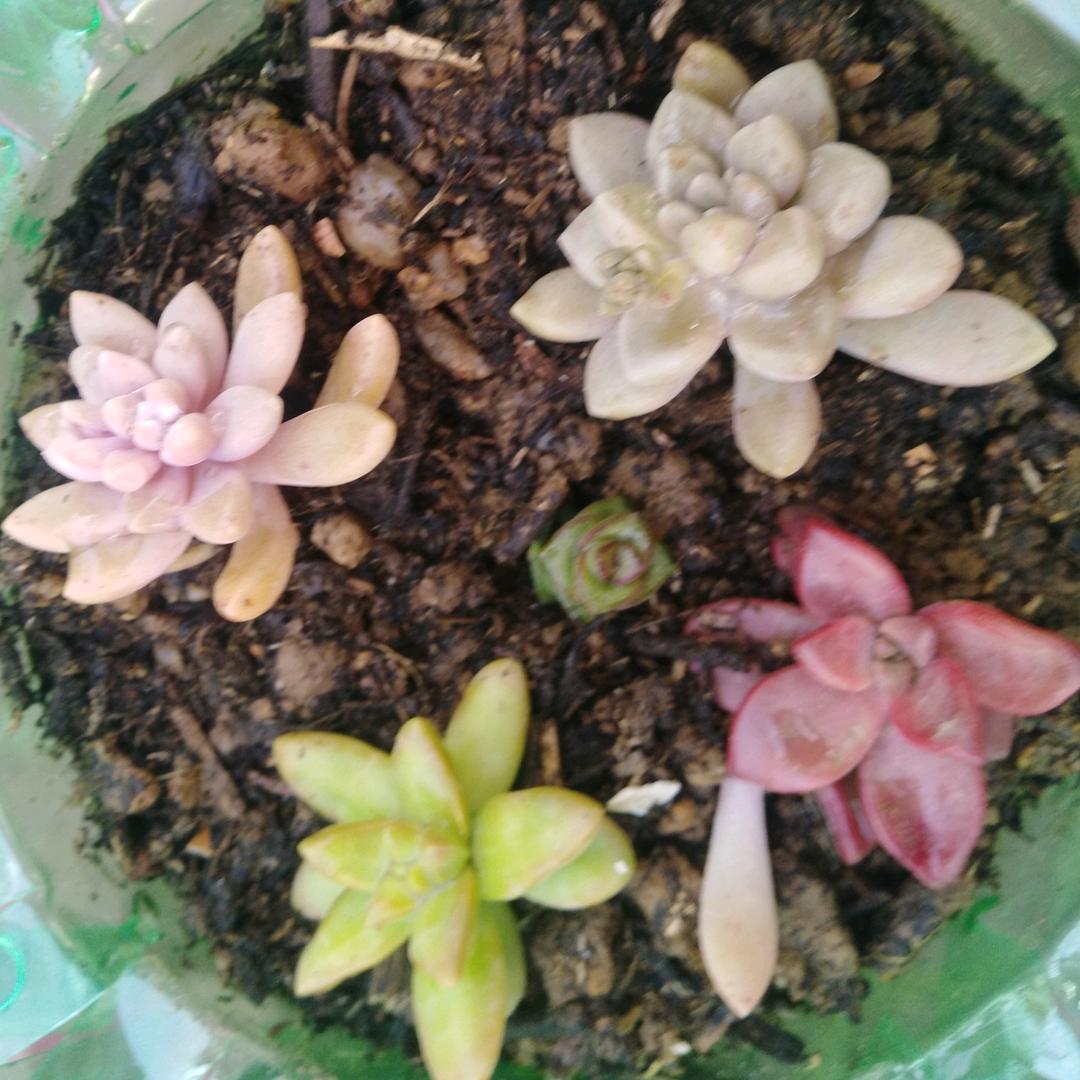 春暖花开（🍊）