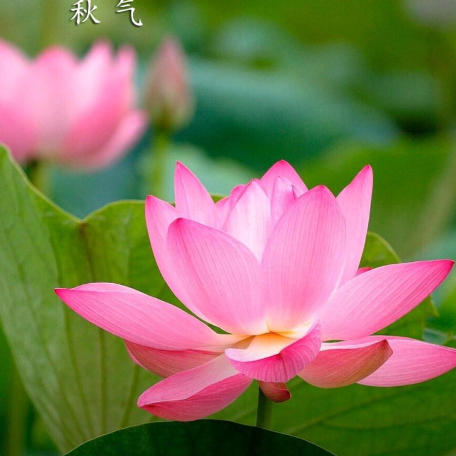 鲍明