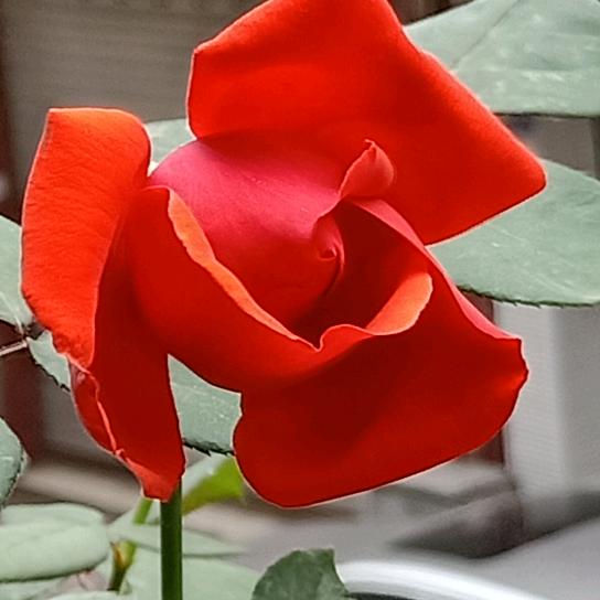 四川曾姐麻辣香肠