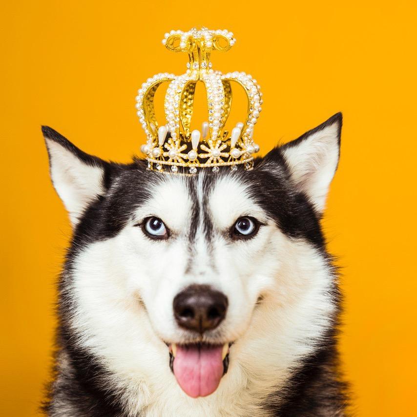 奔跑吧哈士奇@抖音