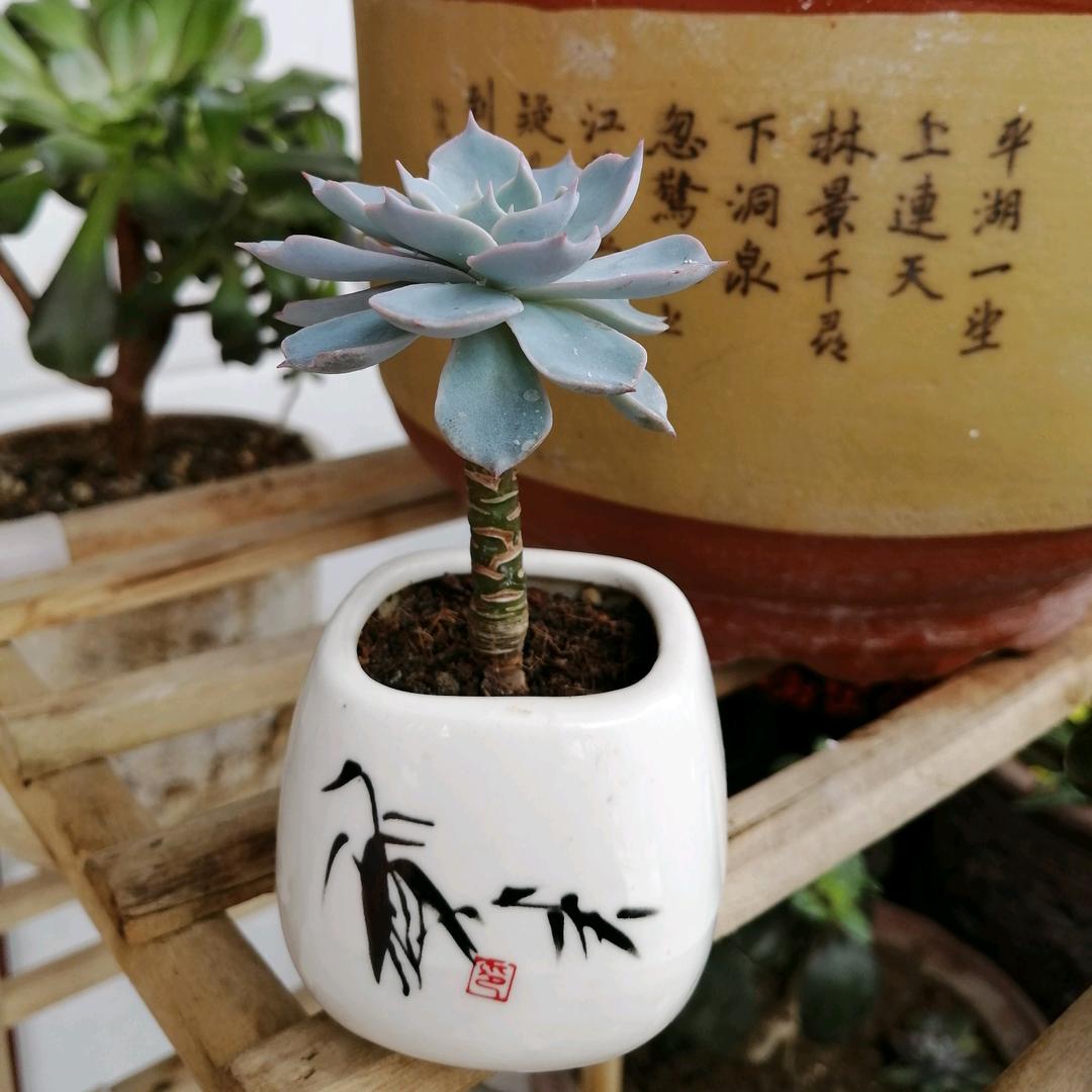 新有领慧