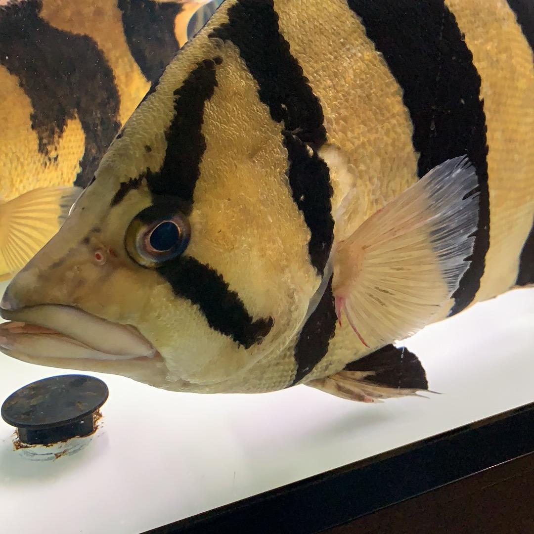 胖虎🐯
