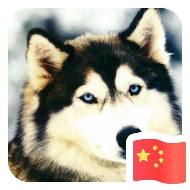 虫叔在澳洲