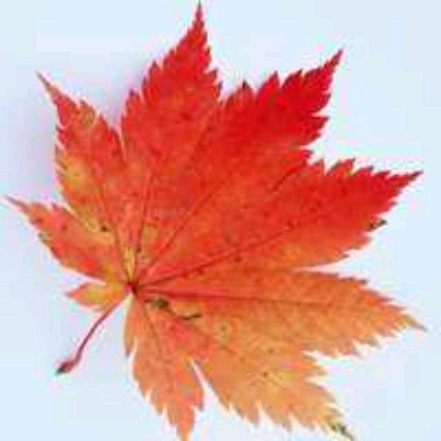 🍁楓葉🍁