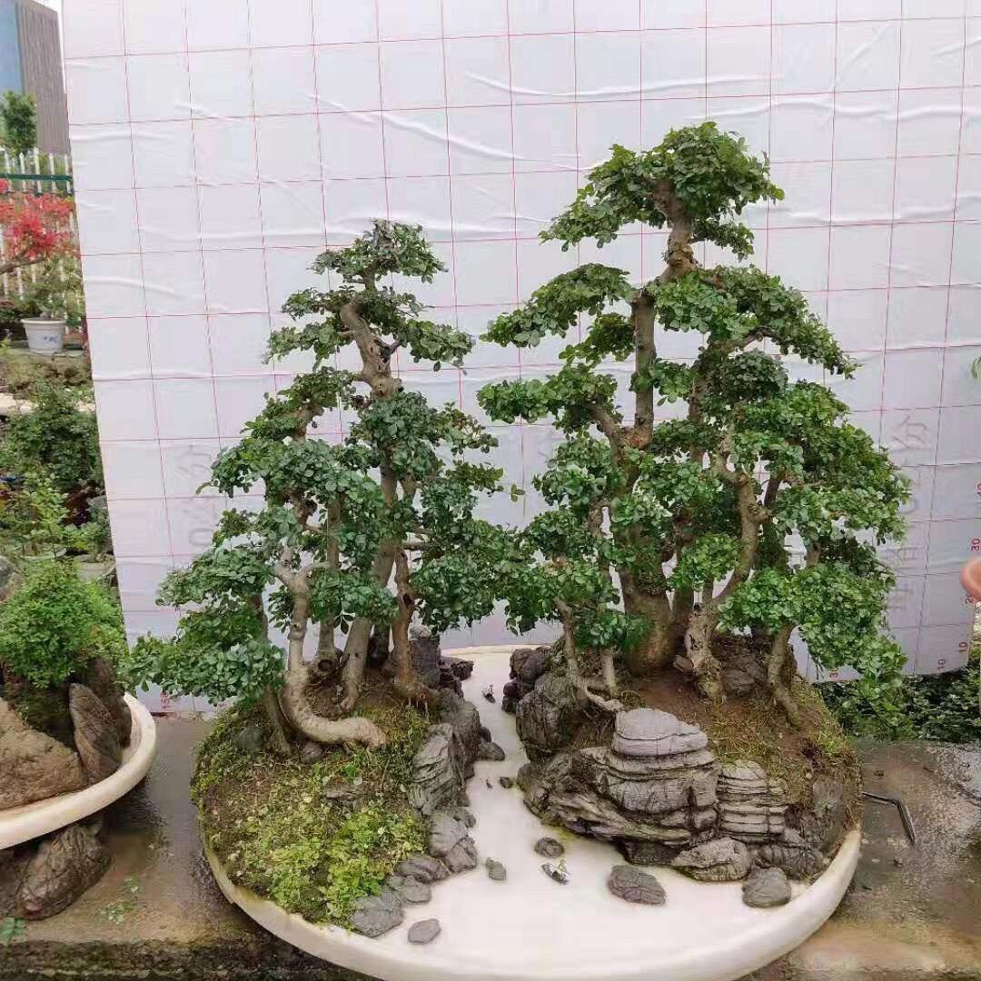 京山市孙桥镇晓峰苗木种植专业合作社