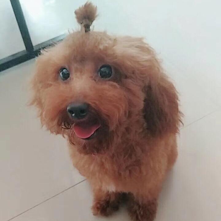 苏艾特