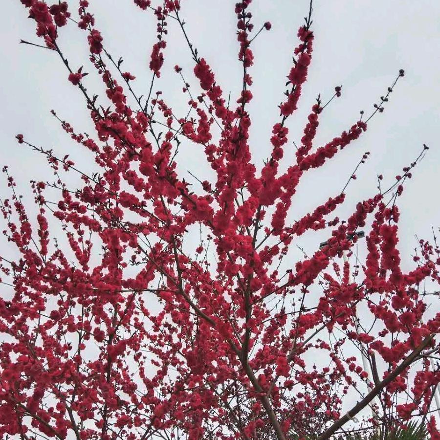 AA李东阳
