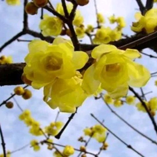红