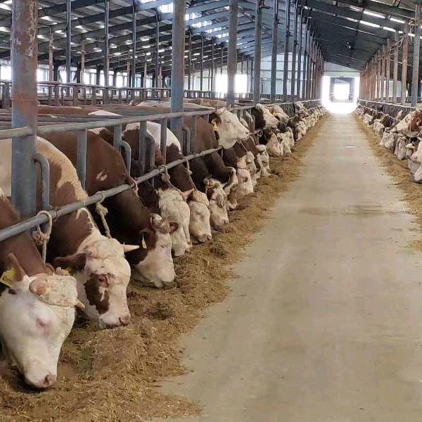 艾总（牛🐂王）