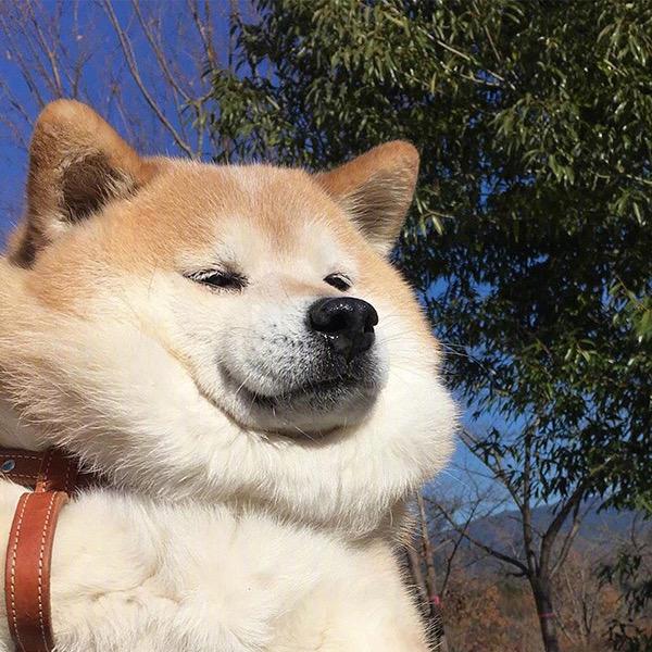你头上顶了个猪脑袋