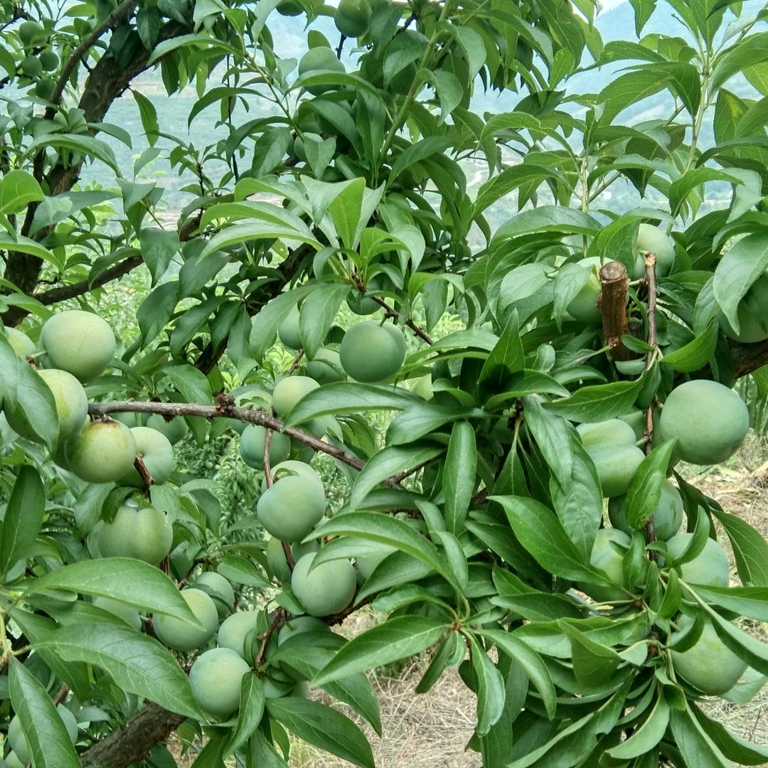 山中小草