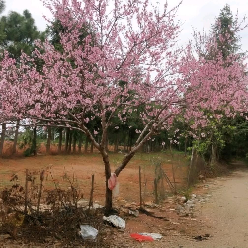 油菜花
