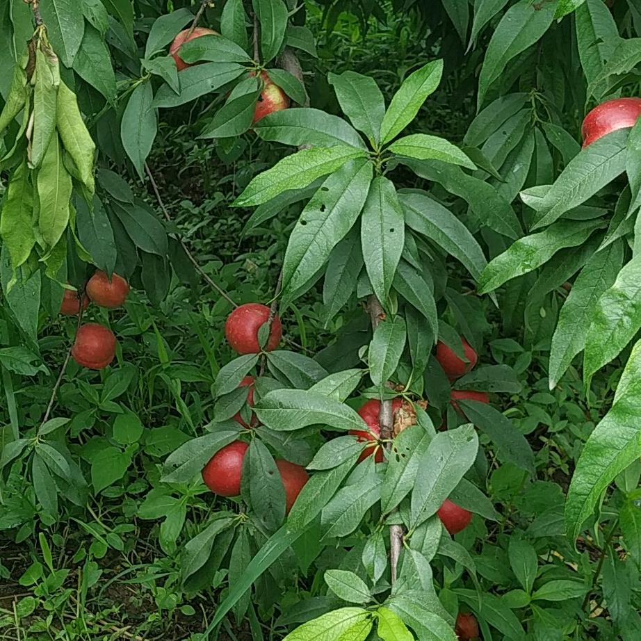 用户097310平淡一生