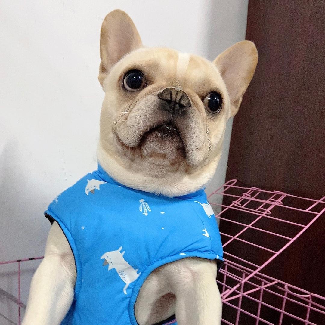 小可爱绣花布料