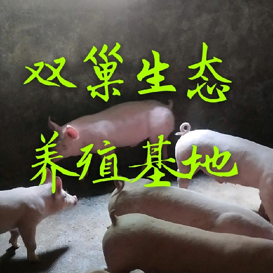 董地街道双巢生态养殖基地