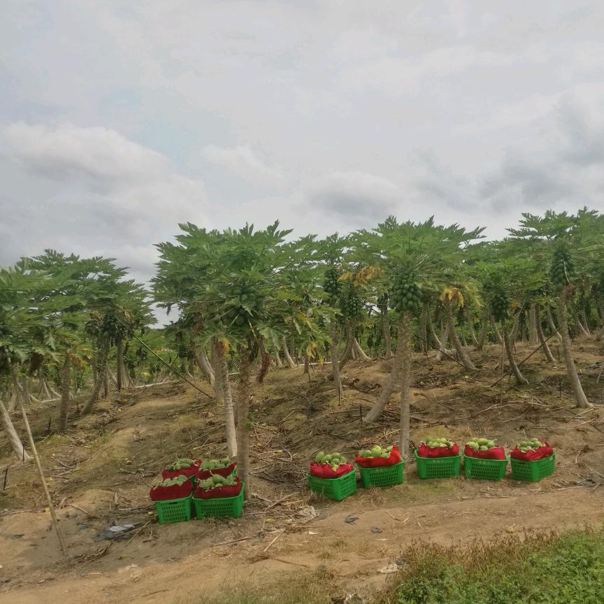 苏振达微生物菌剂