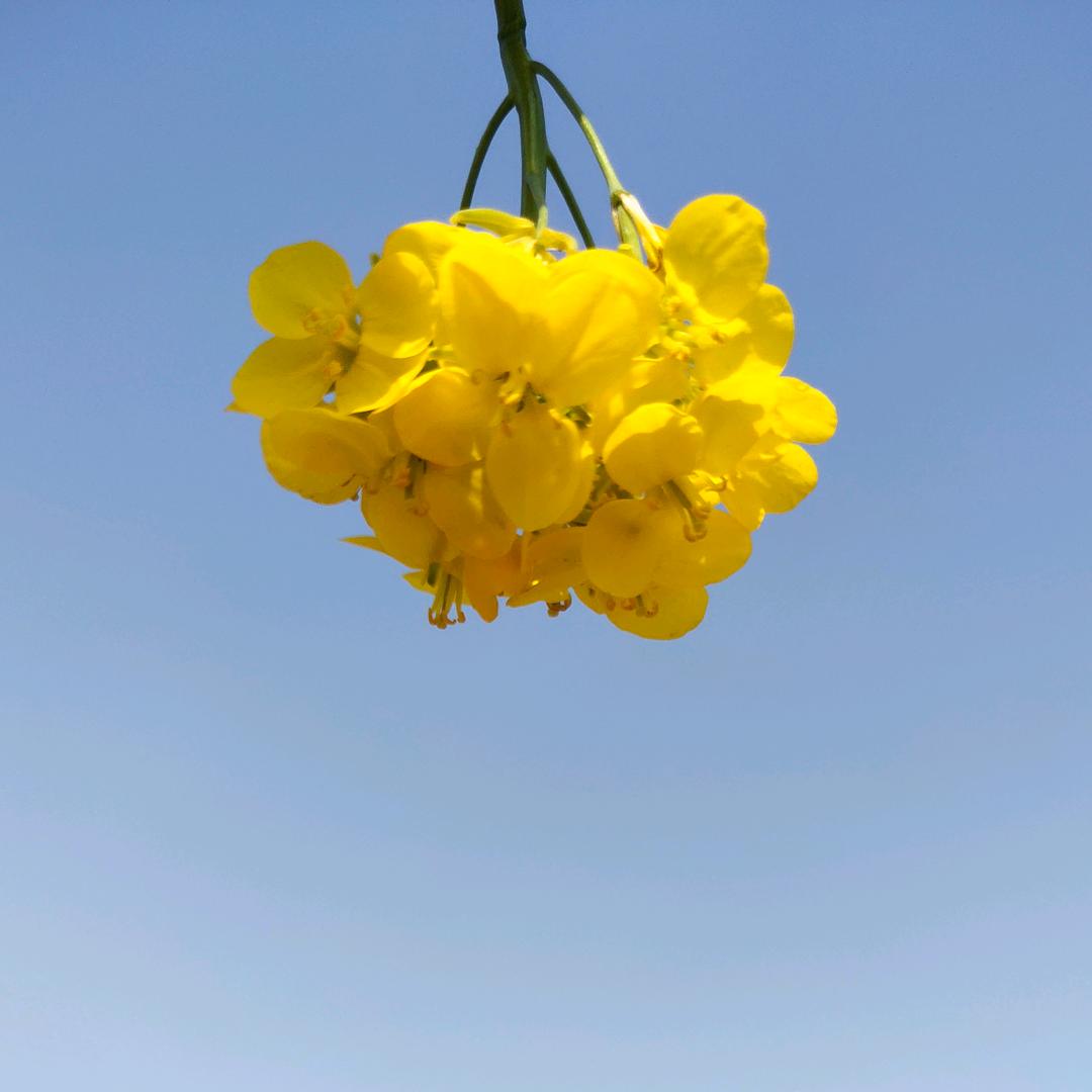 泡沫