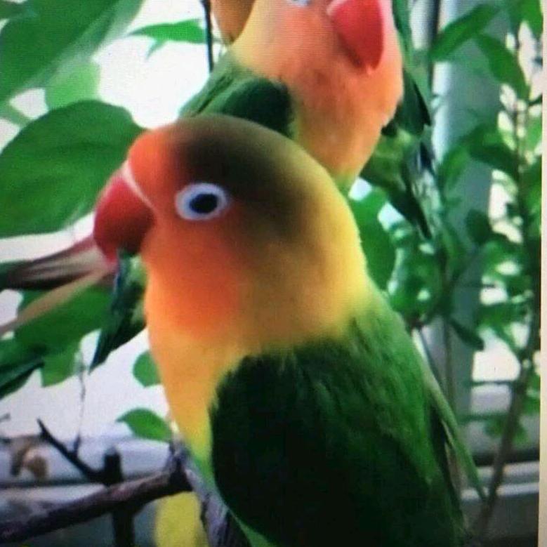 徐昌华,,收机头布