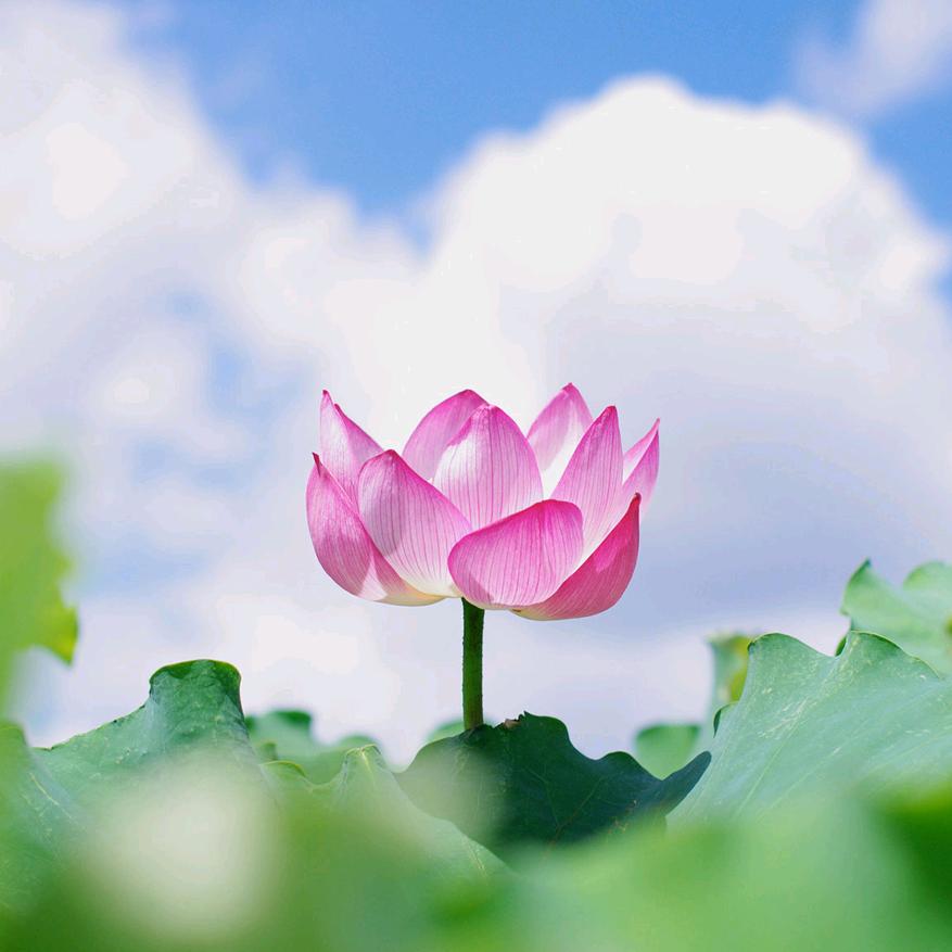 妙手笑林