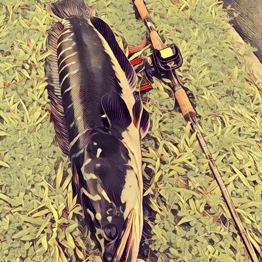 YouYu路亚🎣