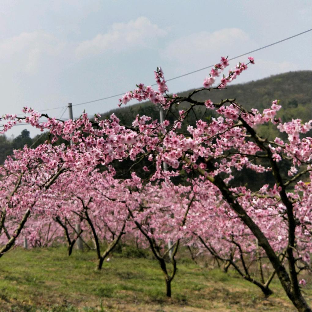 平安是福(陈)