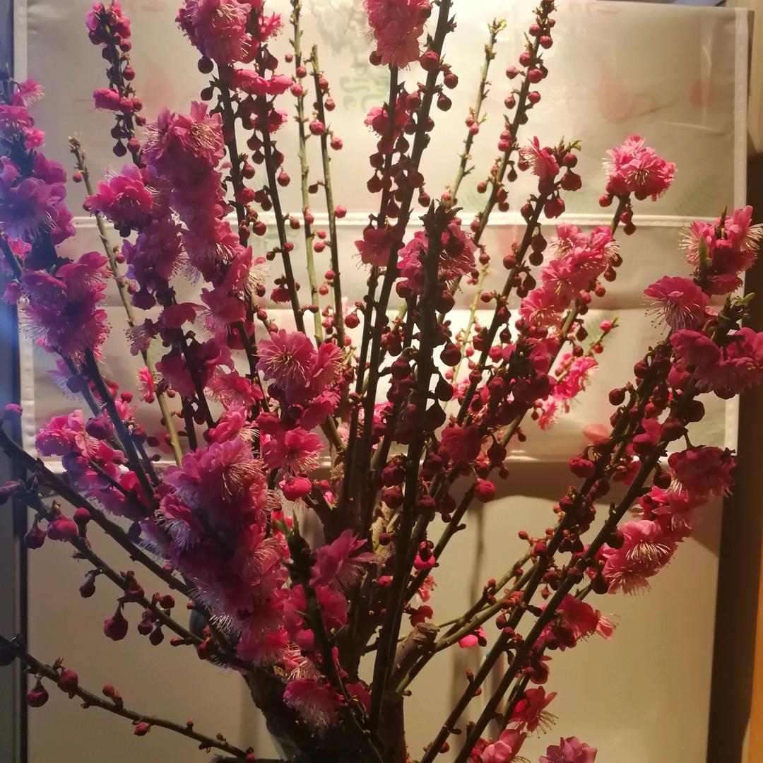 如意荟